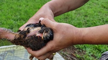 Me nyuam qaib dragon scales legs