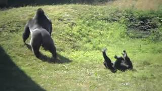 Gorilla fight at philadelphia zoo.webm