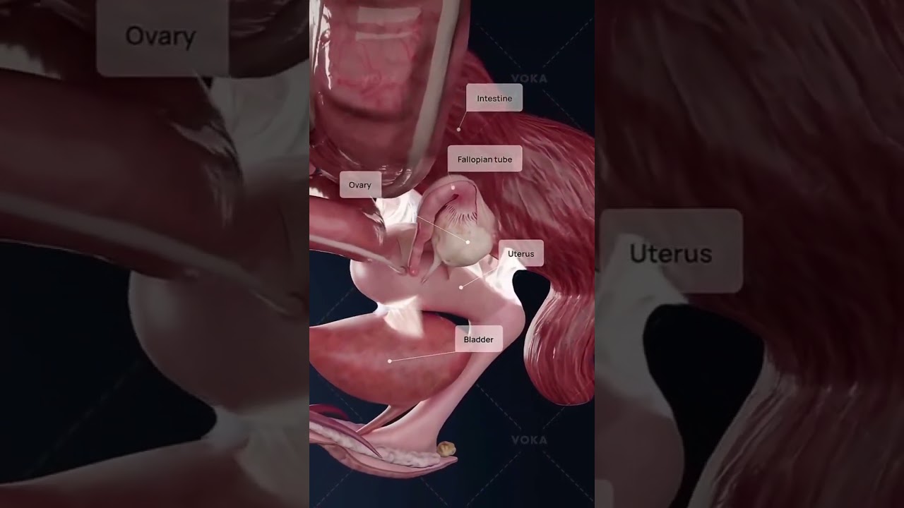 female inner parts of the organs