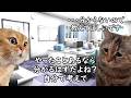 【意外と大変】転職後困る事あるある【猫ミーム】