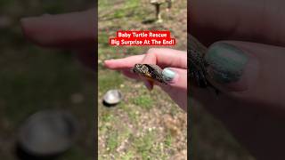 Turtle Rescue | yellow belly slider