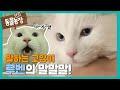 말하는 고양이 루벤! I TV동물농장 (Animal Farm) | SBS Story