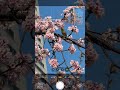 GALAXY vs iPhone #short#GALAXY#iPhone#桜