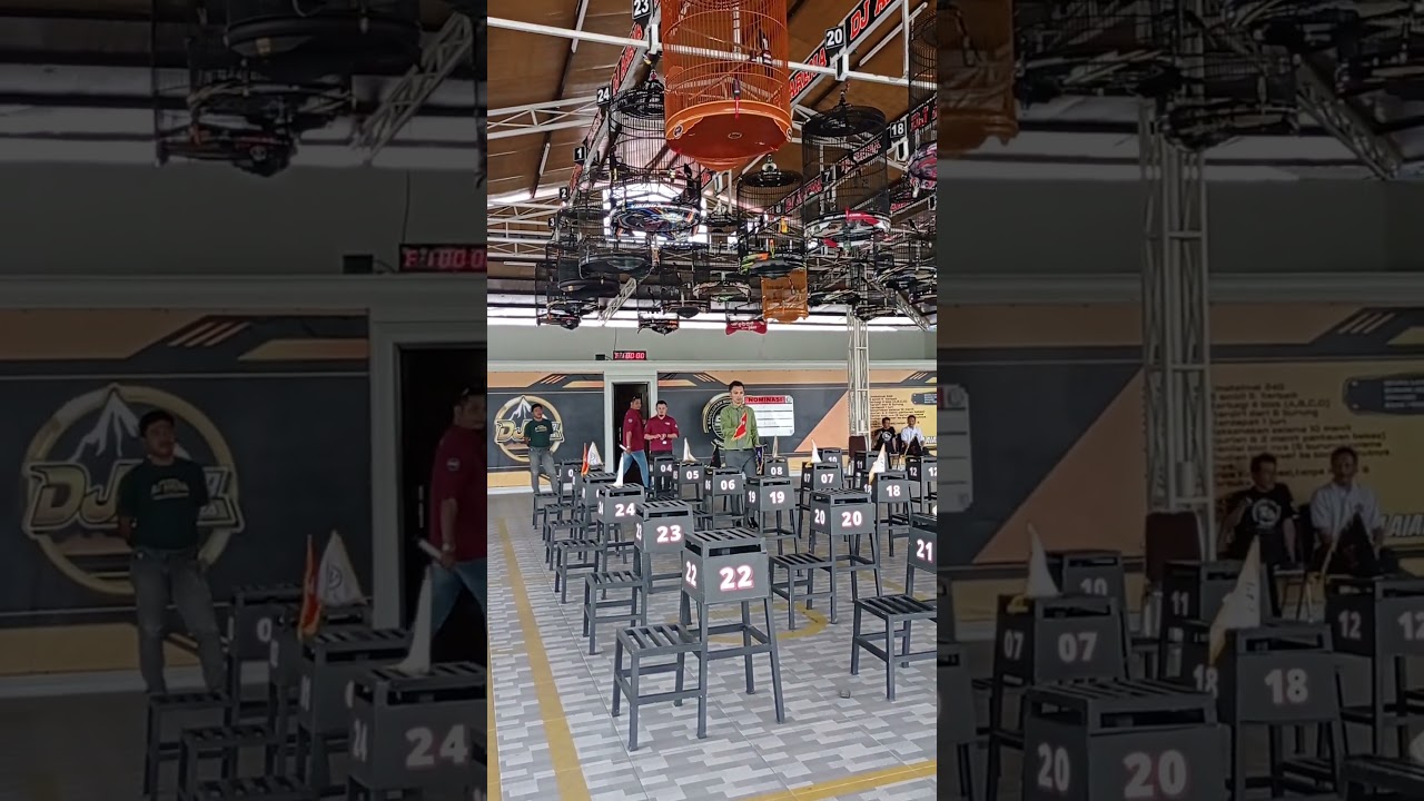 gaya intertain juri Sms ketika memberikan koncer untuk murai batu layak juara