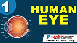 EYE 1 | Pulse Academy