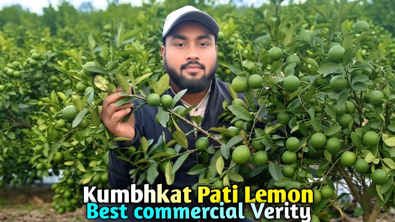 kumbhkat lemon farming.kumbhkat lemon nursery. kumbhkat lemon ki kheti. best commercial lemon 