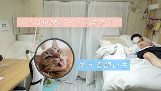 猫コタツの入口を閉めた時の反応が可愛すぎて、飼い主のIQが３になったお話