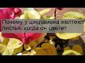 Почему у цикламена желтеют листья, когда он цветет