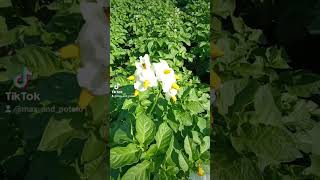 Підживлення картоплі після цвітіння, для кращої якості врожаю!