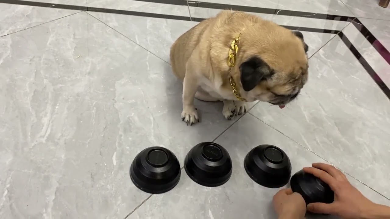 😆😆 Funny and Cute Pug Puppies 