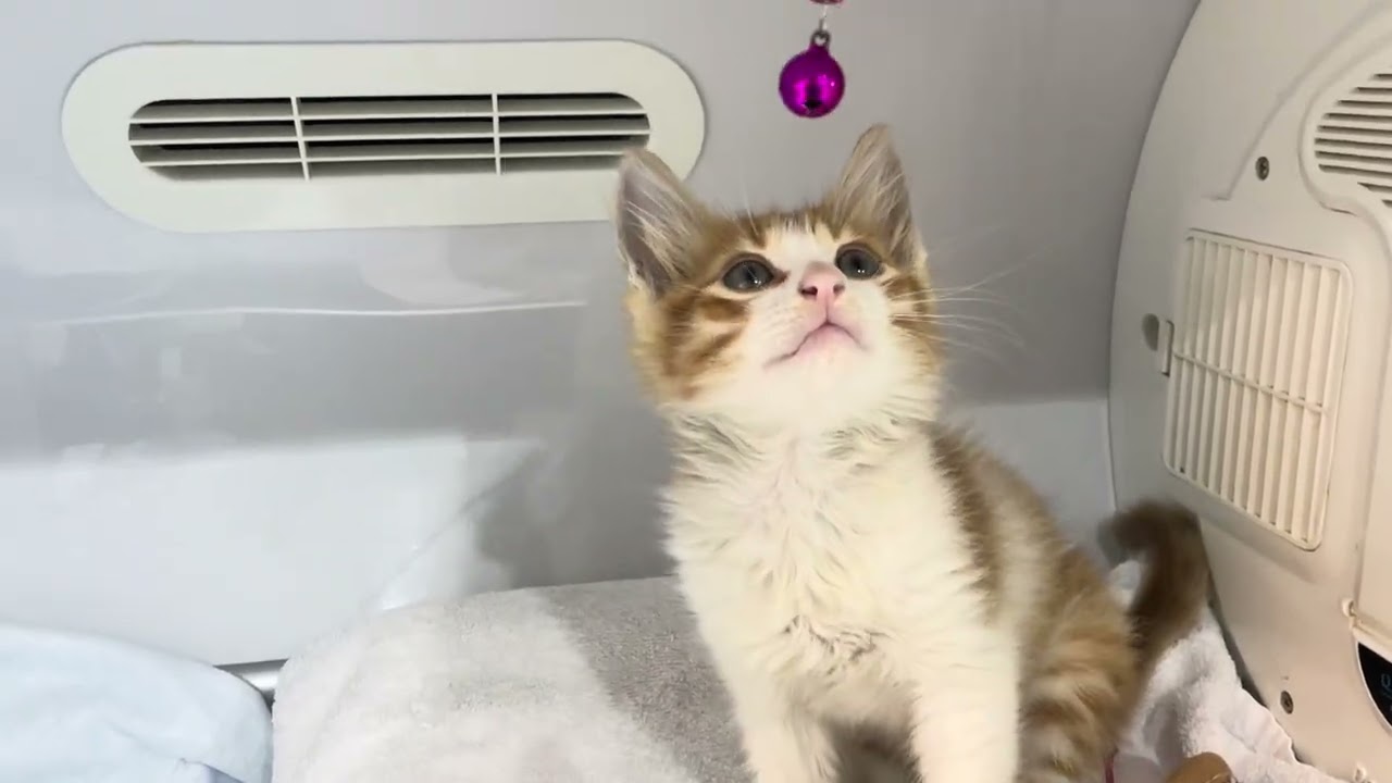 Healing + Playtime = Happy Kitten 🐾💕#cat #cutecat #kitten #cute #cuteanimal 