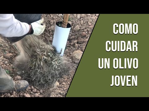 Video: Zona 9 Olivos: cuidado de las aceitunas en los jardines de la Zona 9