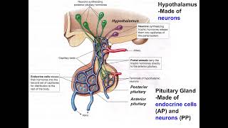 Video 7.11 - Endocrine Signaling - Hypothalamus Pituitary Axis WHS AP Biology