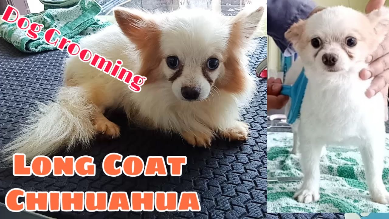 IV. Step-by-Step Guide to Grooming a Long-Haired Chihuahua