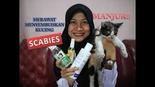 Tips Menyembuhkan Scabies Pada Kucing