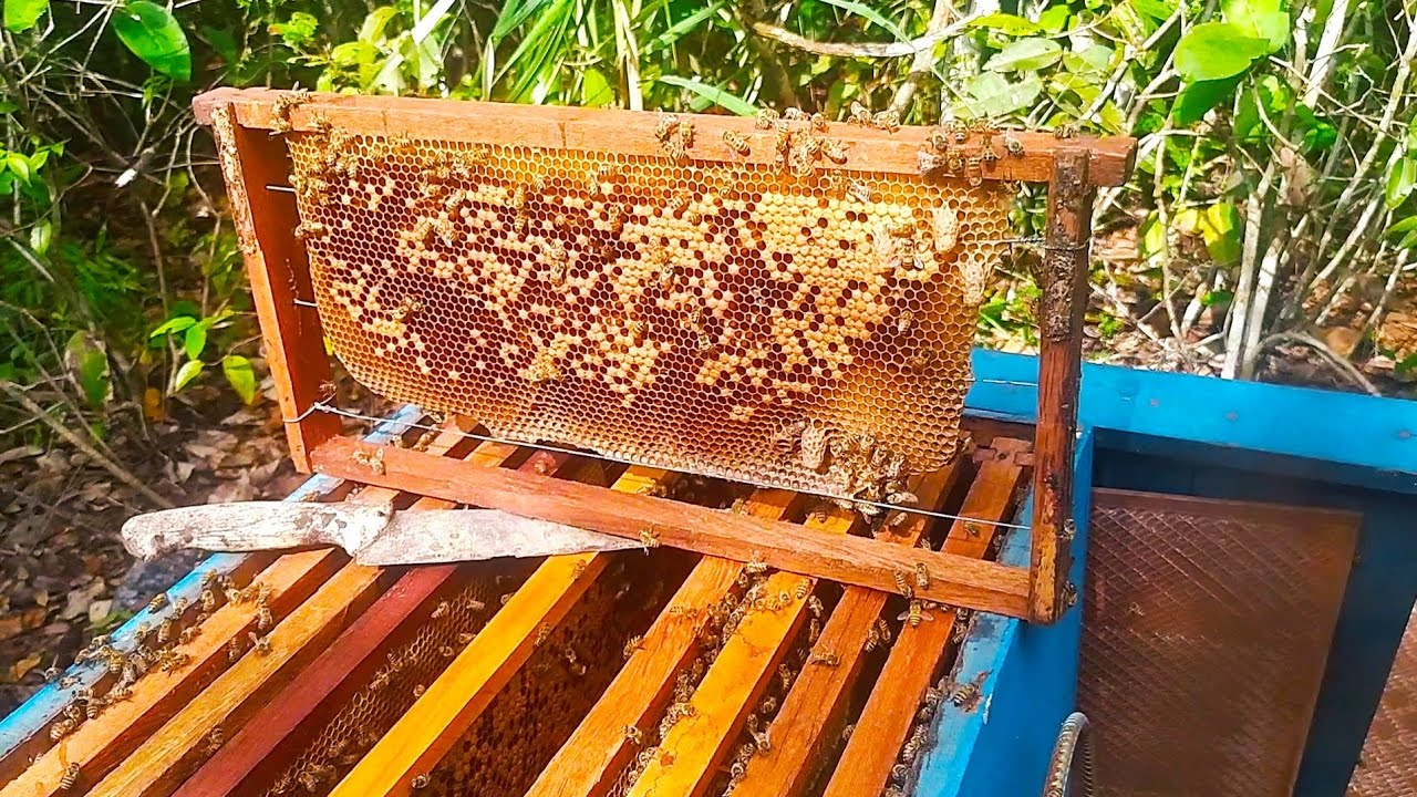 Como Selecionar uma Realeira para formar Abelha  Rainha