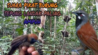 Suara pikat burung Tepus landak paling gacor