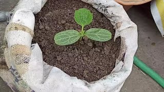 লাউয়ের বীজ বপন পদ্ধতি।  The method of sowing the seeds of gourd/Lau In the roof garden