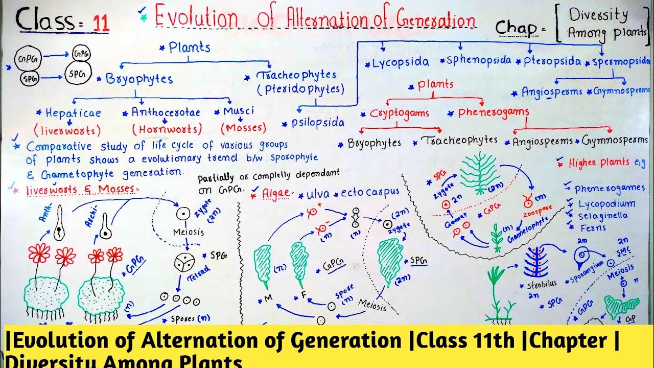 |Evolution of Alternation of Generation |Class 11th |Chapter |Diversity Among Plants 