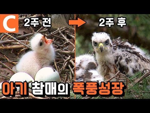 새끼라도 참매는 참매다!