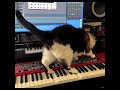 Big Merp plays a Nord Stage keyboard #shorts #cats
