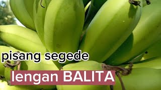 Panen pisang gembor, jumbo buahnya segede lengan BALITA
