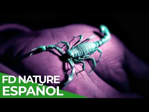 Chile - Un Viaje Salvaje: Animales Chilenos | Free Documentary Nature - Español documentary thumbnail