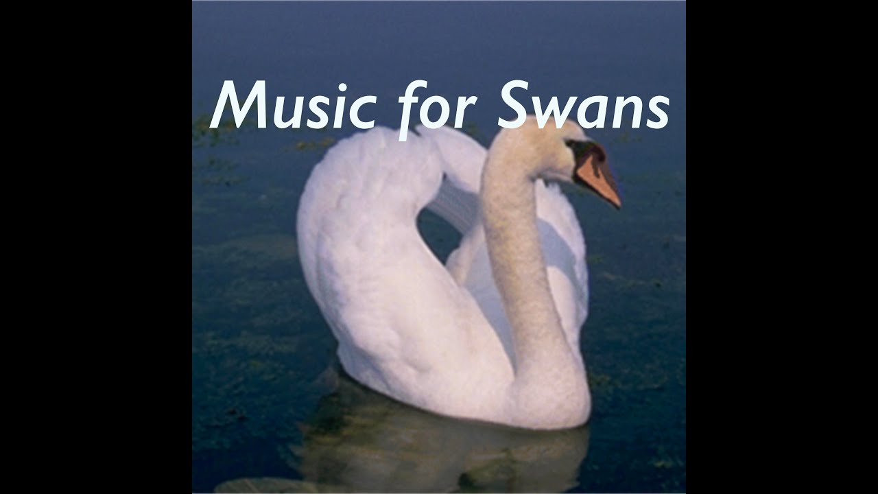 Music For Swans 