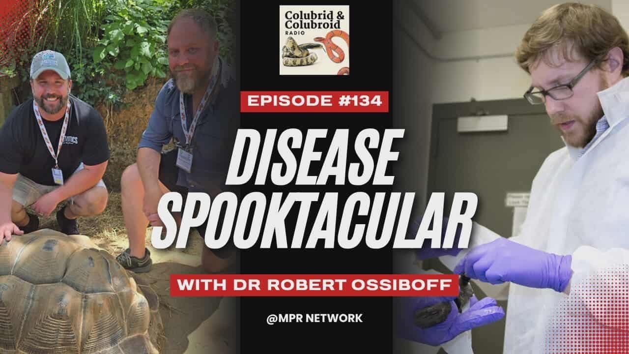 Colubrid and Colubroid Radio: Disease Spooktacular with Dr. Robert Ossiboff