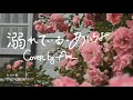 【Ame】溺れている - あたらよ (full cover) &deg;^&deg;