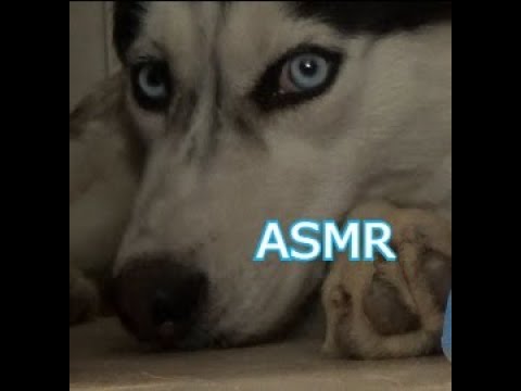 ASMR  CEPILLADO RELAJANTE A MI PERRITA