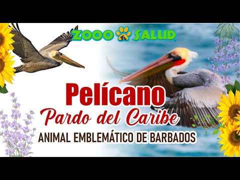 PELÍCANO PARDO DEL CARIBE, ANIMAL EMBLEMÁTICO DE BARBADOS
