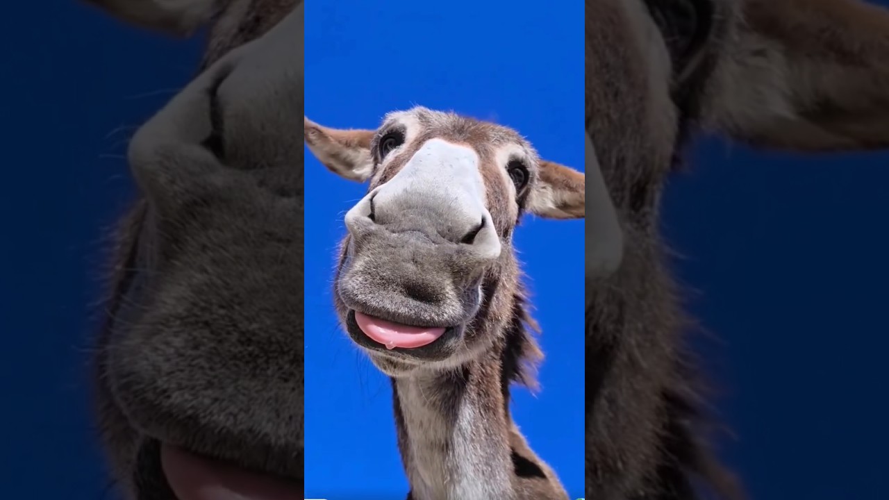 Kompilasi! 😂 Tingkah Konyol Hewan Bikin Hari Jadi Ceria! #funny #speedsong  #shorts#hewanlucu#fyp — belajar tutorial YouTube video