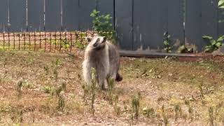Raccoon