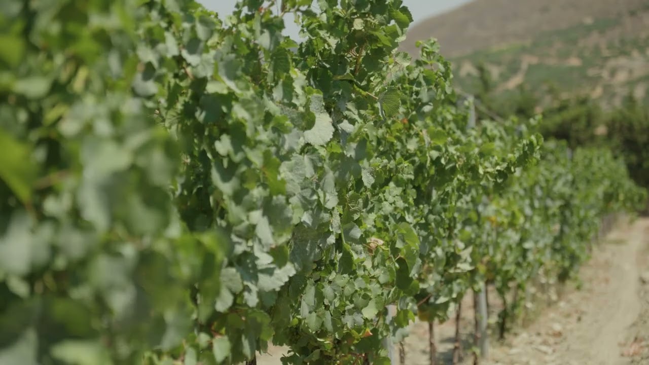 PDO Handakas – Candia | History, Winemaking Practices & Viticultural Zone