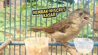 SUARA FLAMBOYAN GACOR NYECRET NEMBAK TAJAM