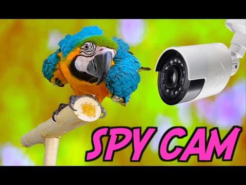 MACAW sabotages VIDEO and TURNS OFF the camera himself / Папагал АРА саботира видео