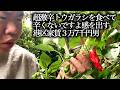 庭で育った超激辛とうがらしを食べて辛くないですよ感を出す港区家賃３万7千円男