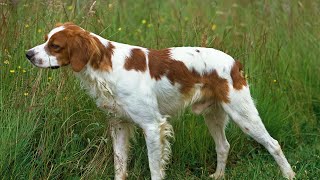 Ensuring the Health and Well Being of Brittany Dogs Through Regular Health Tests by Brittany Dog USA 5 views 5 hours ago 5 minutes, 11 seconds