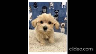 Free puppies for adoption.