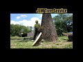 Ash Tree Down!! #treeclimbing #treeclimber #treework #treeremoval