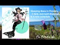 Drawing Mermaids by the sea | A fog bound harbour | A New upload schedule chat in the Flower Garden