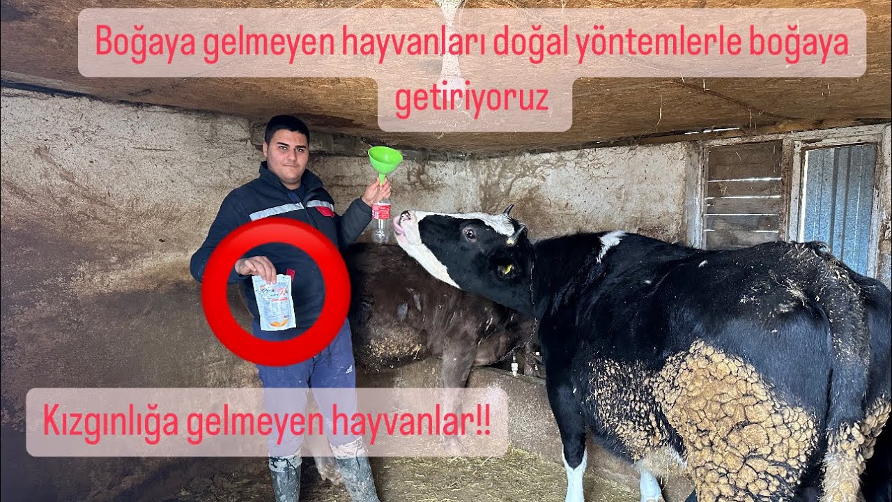 Boğaya gelmeyen inekler nasıl boğaya getirilir? / Kızgınlık sorunları? Doğal yöntemle boğaya getirme