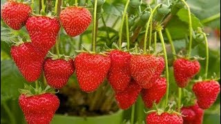Growing strawberries at home is easy, big and sweet if you know this method