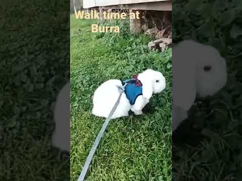 🐰#rabbit #shorts #rabbitwalk