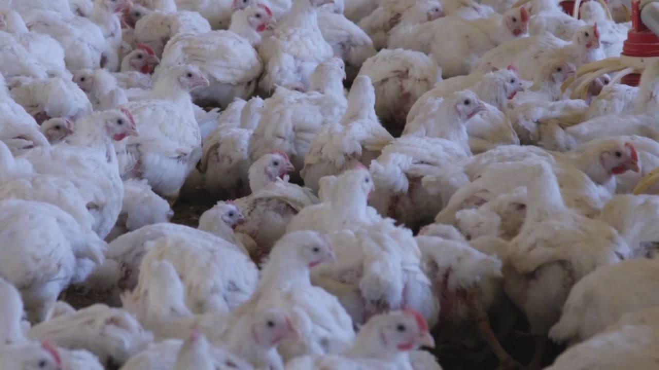 Change for Chickens | Oven World Animal Protection USA