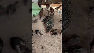 Chicken eating rice , My chicken is very soft #chicken #short screenshot 5