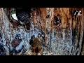 American Kestrel Chicks Start Peering Out The Nest Box Entrance | June 5, 2026