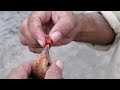 Treatment of Poultry birds | My poultry farm | Rooftop birds cage | Desi murgi ka desi ilaj