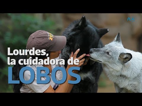 Lourdes cuida de dos lobos en el Zoológico La Aurora | Prensa Libre - Lourdes cuida de dos lobos en el Zoológico La Aurora | Prensa Libre